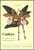 Cattleya - The Brazilian Bifoliate Cattleya - Book 2