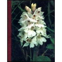 Wild Orchids of Scotland