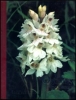 Wild Orchids of Scotland