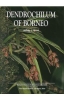 Dendrochilum of Borneo - OB512122A