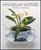 Miniature Orchids - OB512315