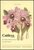 Cattleya - The Unifoliate Cattleyas - Book 1