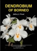 Dendrobium of Borneo - OB512381