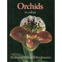 Orchids in Colour