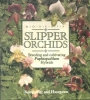 Novelty Slipper Orchids - OB50522
