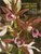 Australian Orchids - OB50595